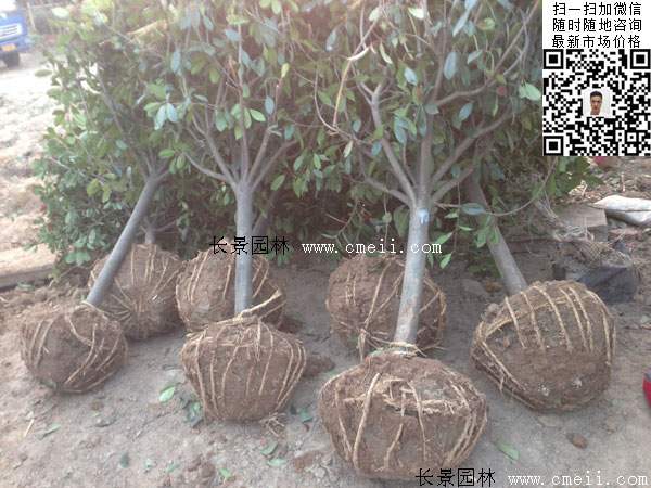 紅葉石楠球--長景園林 紅葉石楠球--長景園林