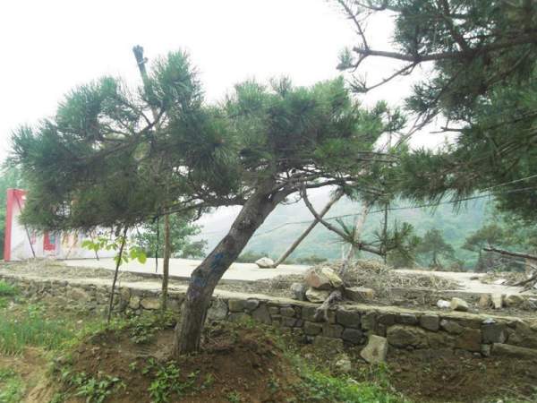 造型黑松樹哪里便宜？哪家的質(zhì)量好？