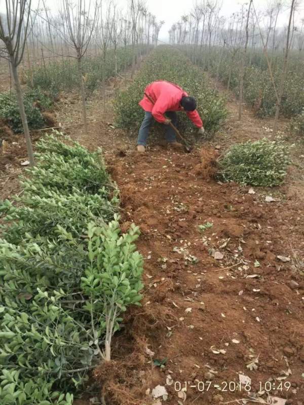 蕭山大葉黃楊價格 蕭山大葉黃楊價格