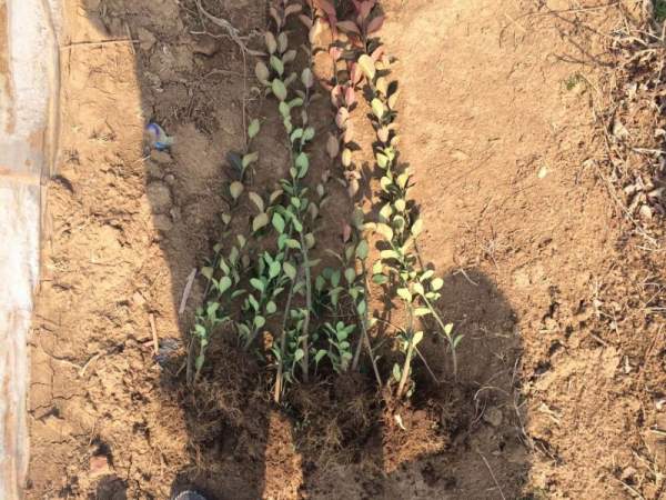 大葉黃楊苗 大葉黃楊苗