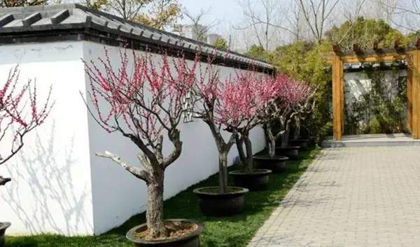庭院里的紅梅盆栽 庭院里的紅梅盆栽