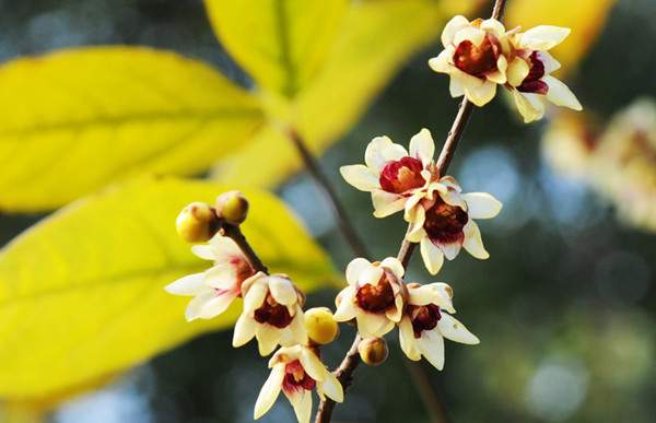 小花臘梅、狗牙梅）