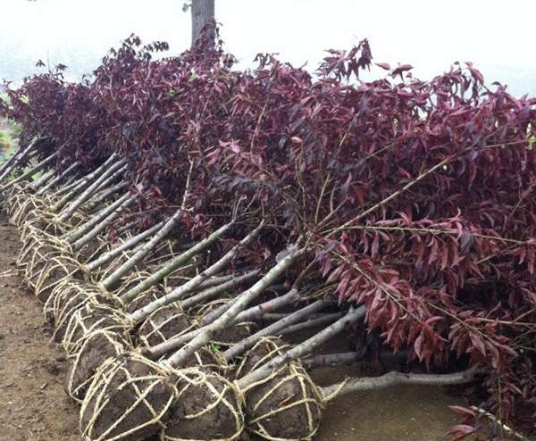 紫葉桃發貨圖--長景園林 紫葉桃發貨圖--長景園林