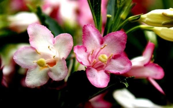 花葉錦帶花 花葉錦帶花