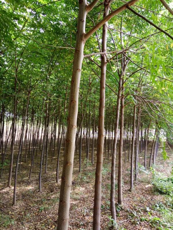 銷售7公分8公分苦楝樹 銷售7公分8公分苦楝樹