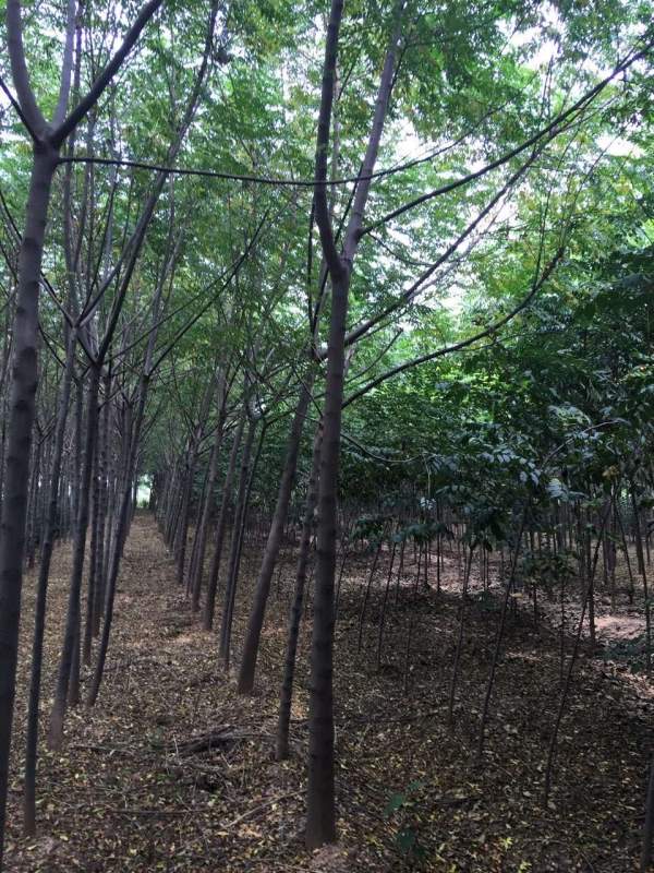 銷售7公分8公分苦楝樹 銷售7公分8公分苦楝樹