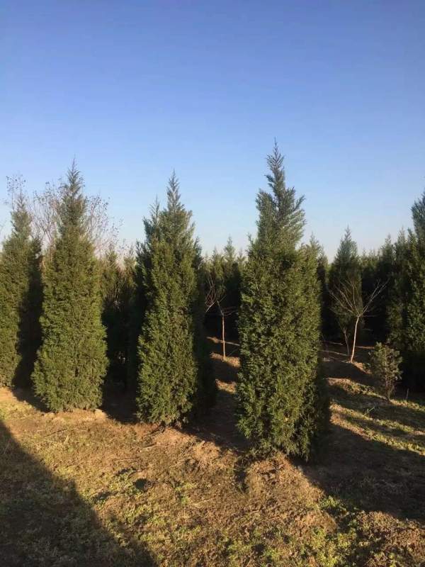 高度2.7米2.8米3米蜀檜價格優惠 高度2.7米2.8米3米蜀檜價格優惠