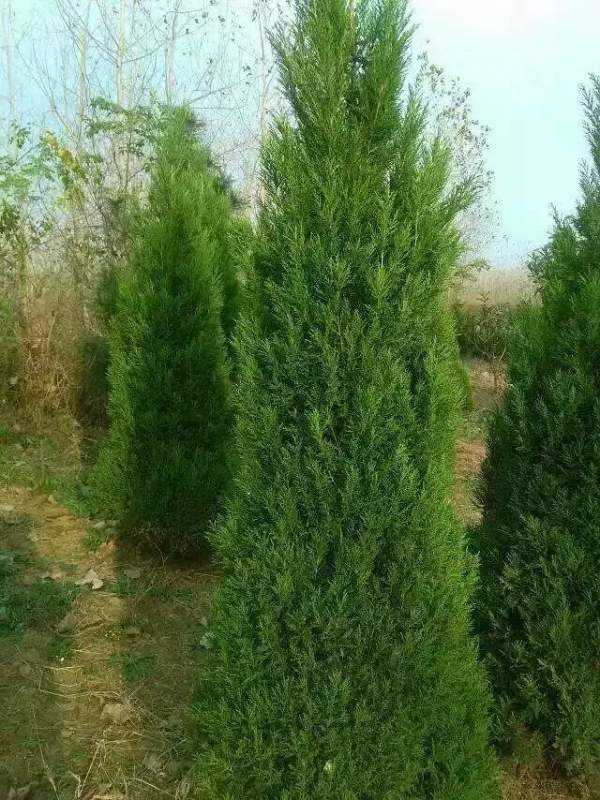 高度3米3.5米大蜀檜裝車_現(xiàn)場圖片 高度3米3.5米大蜀檜裝車_現(xiàn)場圖片