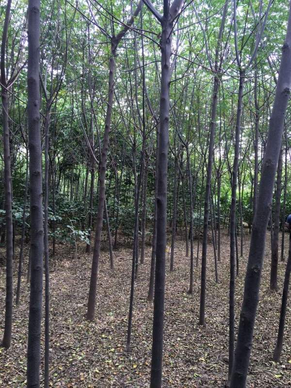 13公分14公分15公分苦楝樹 13公分14公分15公分苦楝樹