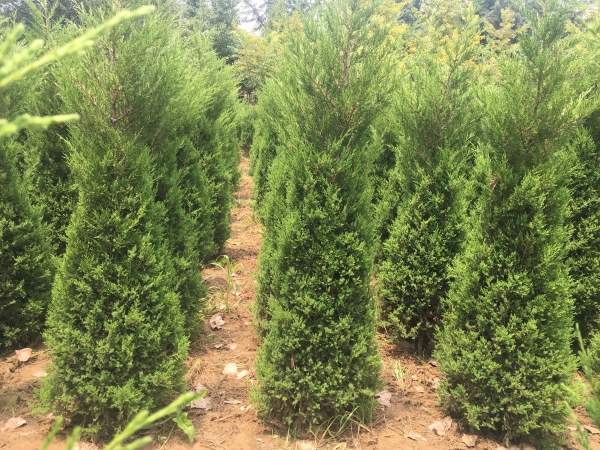 高度1.5米1.6米1.7米蜀檜供應(yīng) 高度1.5米1.6米1.7米蜀檜供應(yīng)