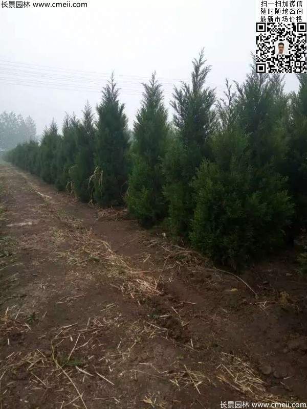 高度3米3.5米大蜀檜挖苗現場大量供應中 高度3米3.5米大蜀檜挖苗現場大量供應中