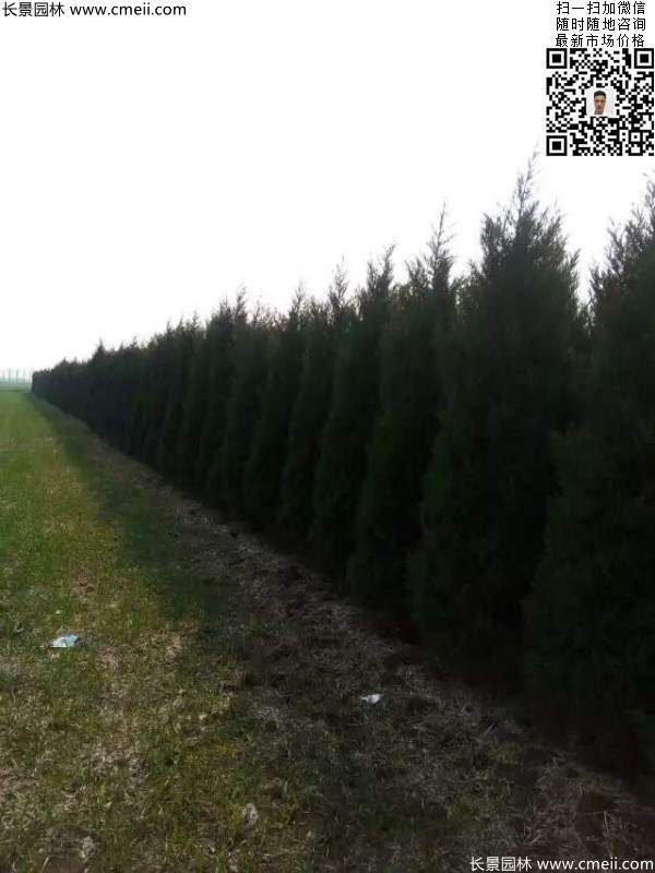 高度3米3.5米大蜀檜挖苗現場大量供應中 高度3米3.5米大蜀檜挖苗現場大量供應中