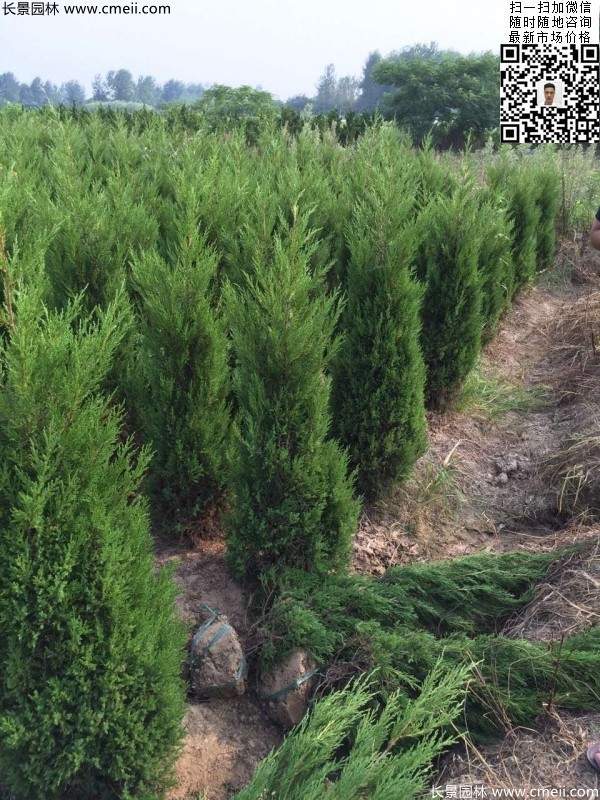 高度50公分60公分70公分蜀檜大量批發供應 高度50公分60公分70公分蜀檜大量批發供應