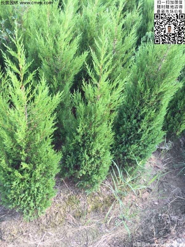 高度50公分60公分70公分蜀檜大量批發供應 高度50公分60公分70公分蜀檜大量批發供應