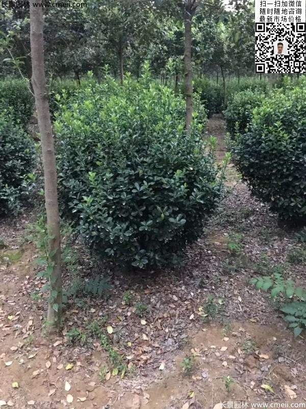 冠幅70公分80公分大葉黃楊球 冠幅70公分80公分大葉黃楊球