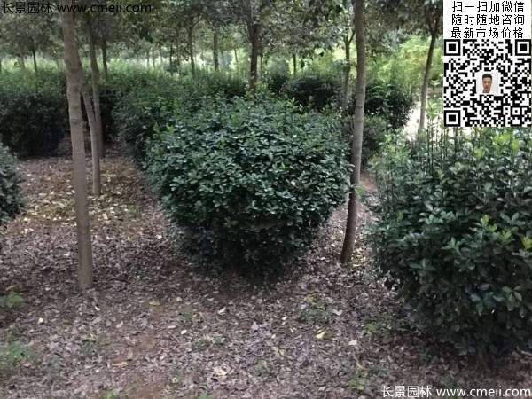 冠幅80公分和1米大葉黃楊球 冠幅80公分和1米大葉黃楊球