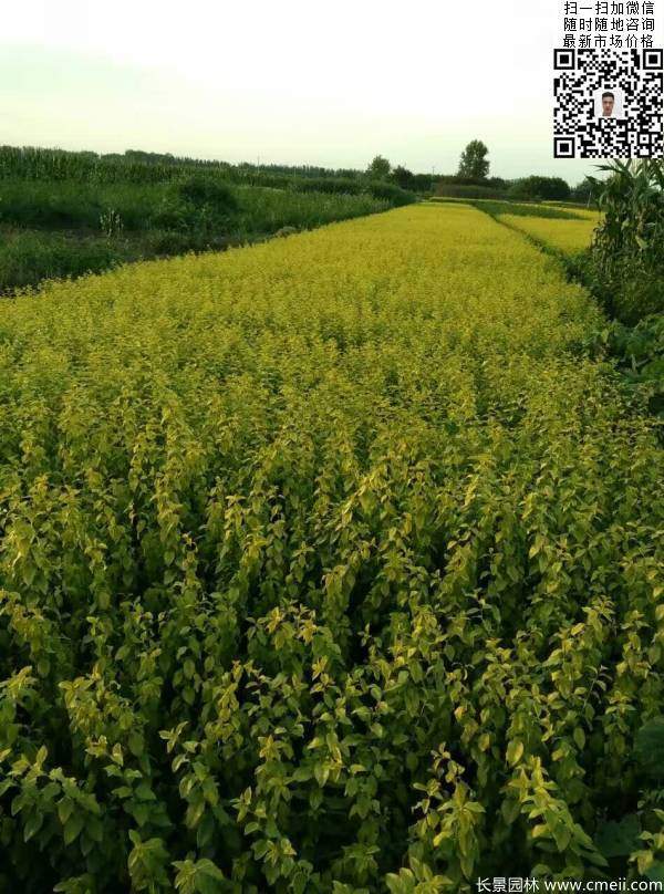 高度30公分40公分50公分金葉女貞苗苗圃現場圖片 高度30公分40公分50公分金葉女貞苗苗圃現場圖片