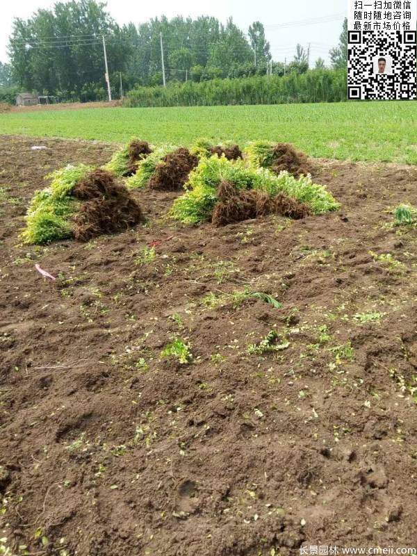 高度30公分40公分50公分金葉女貞苗苗圃現場圖片 高度30公分40公分50公分金葉女貞苗苗圃現場圖片