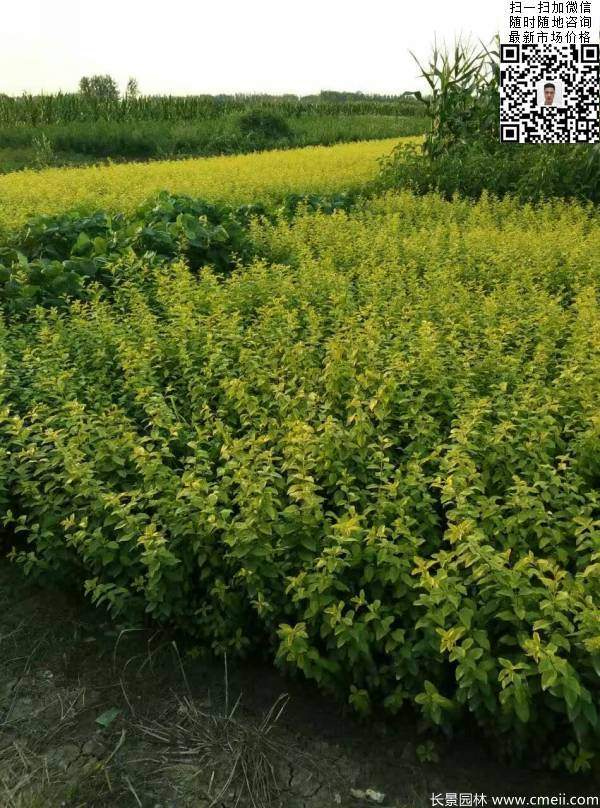 高度30公分40公分50公分金葉女貞苗苗圃現場圖片 高度30公分40公分50公分金葉女貞苗苗圃現場圖片