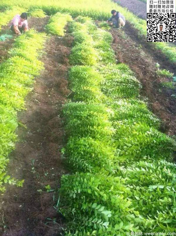 高度30公分40公分50公分金葉女貞苗苗圃現場圖片 高度30公分40公分50公分金葉女貞苗苗圃現場圖片