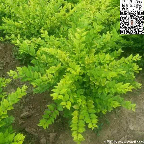 冠幅50公分60公分金葉女貞球圖片 冠幅50公分60公分金葉女貞球圖片