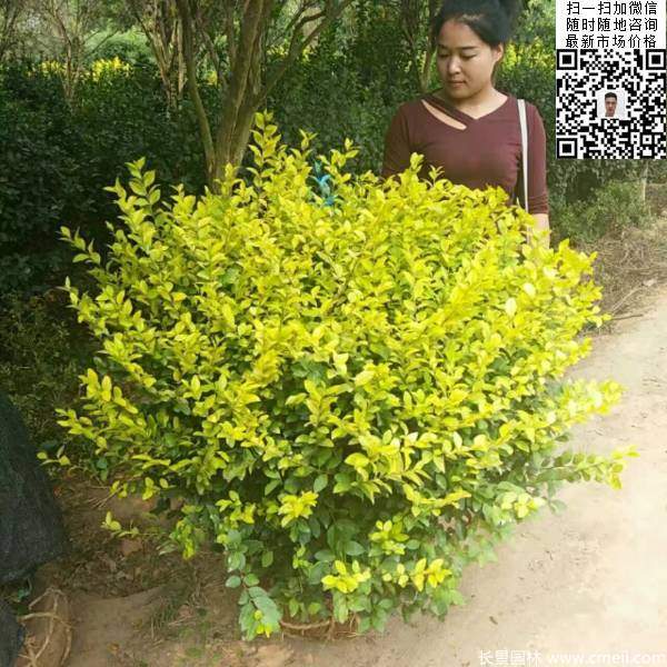 冠幅60公分70公分金葉女貞球圖片 冠幅60公分70公分金葉女貞球圖片