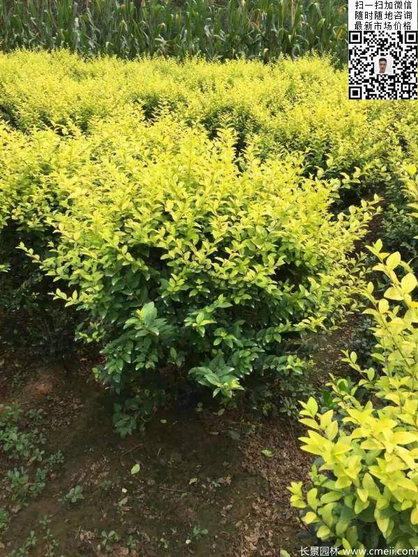 冠幅60公分70公分金葉女貞球圖片 冠幅60公分70公分金葉女貞球圖片