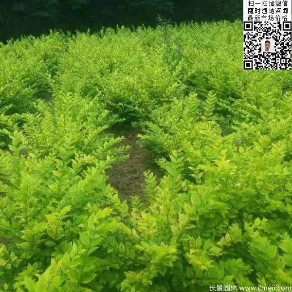 冠幅60公分70公分金葉女貞球圖片 冠幅60公分70公分金葉女貞球圖片