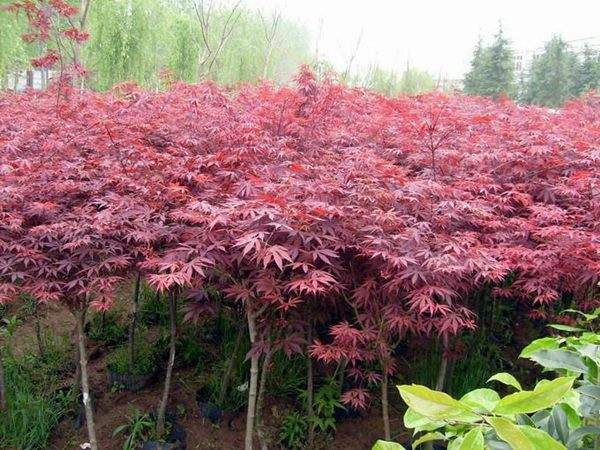 大型紅楓基地實拍圖曝光！