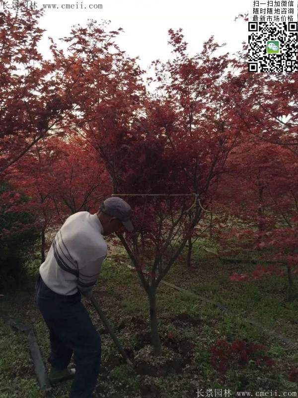 紅楓基地 紅楓基地