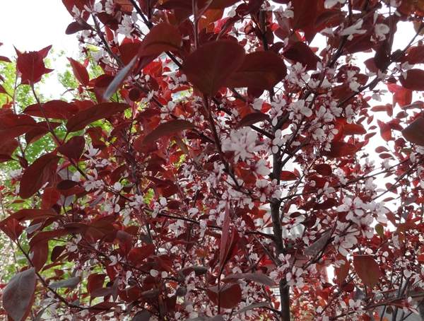 紅葉李 紅葉李