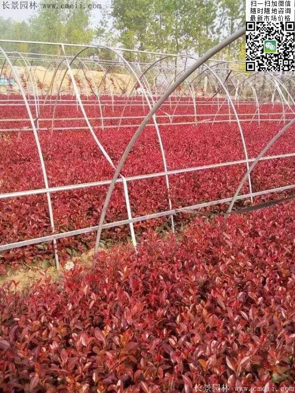 紅葉石楠--長景園林 紅葉石楠--長景園林