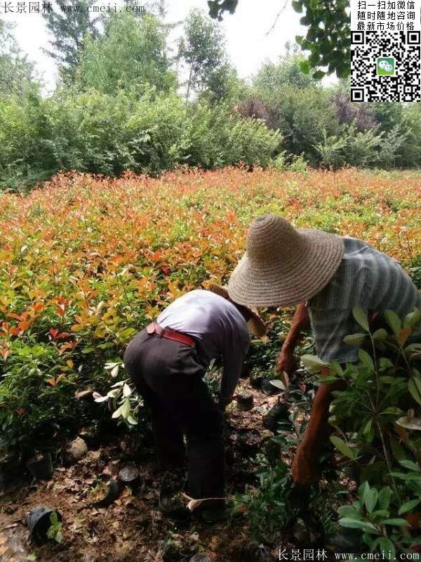 紅葉石楠--長景園林 紅葉石楠--長景園林