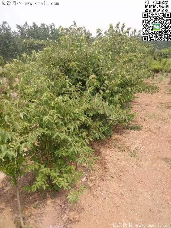 金銀木價格 金銀木價格