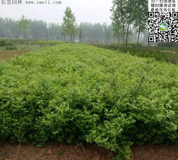 金銀木價格 金銀木價格