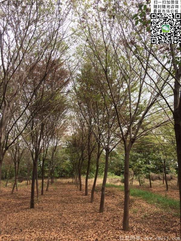 櫸樹(shù) 櫸樹(shù)