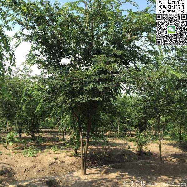 櫸樹(shù) 櫸樹(shù)