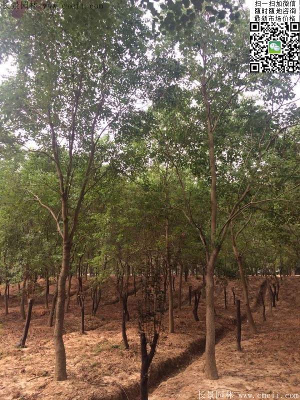 櫸樹(shù) 櫸樹(shù)