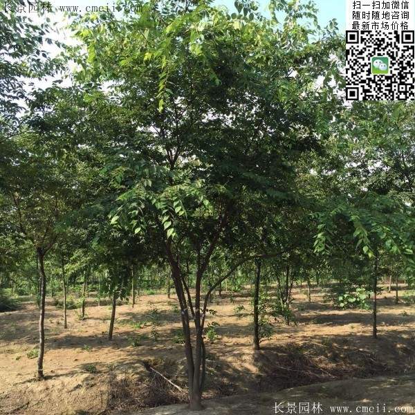 櫸樹(shù) 櫸樹(shù)