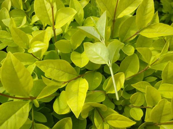 金葉女貞--長景園林 金葉女貞--長景園林