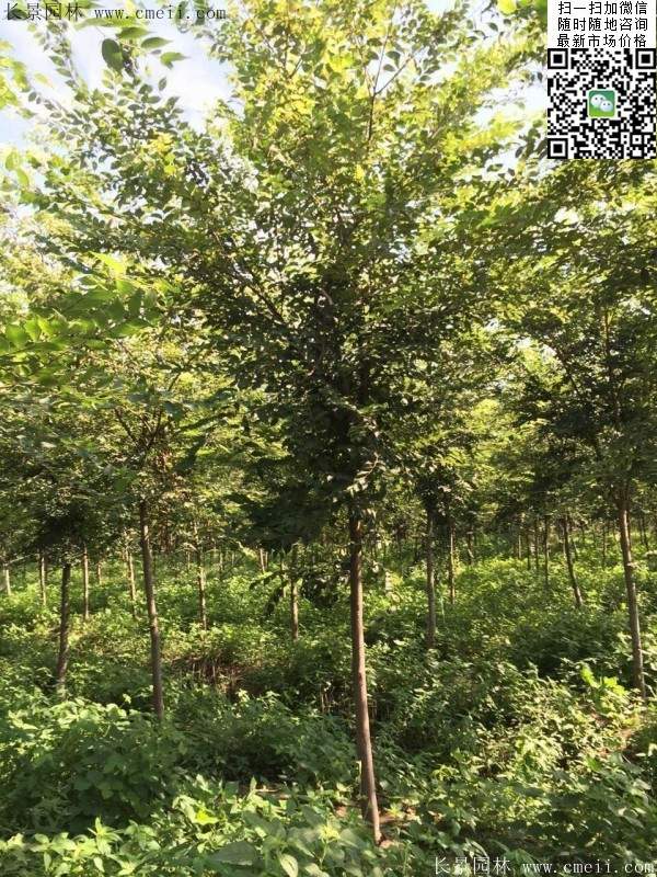 櫸樹種植 櫸樹種植