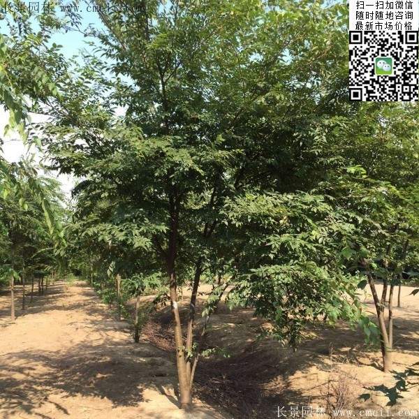 櫸樹綠化 櫸樹綠化