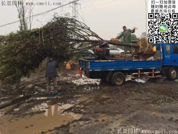 沭陽櫸樹批發(fā) 沭陽櫸樹批發(fā)