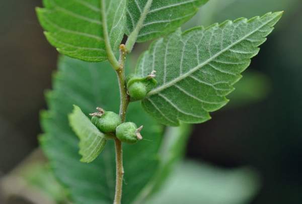 沭陽櫸樹批發(fā) 沭陽櫸樹批發(fā)