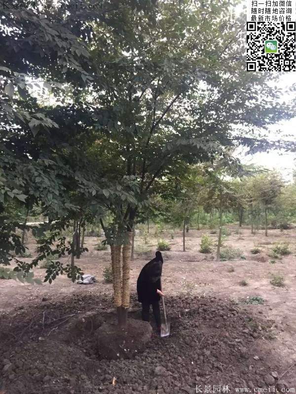 櫸樹修剪整形 櫸樹修剪整形