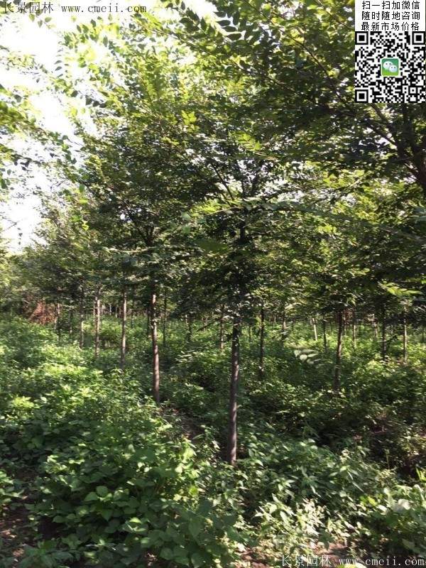 櫸樹紅櫸樹 櫸樹紅櫸樹