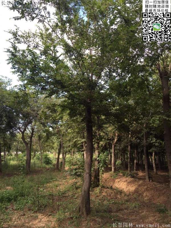 櫸樹紅櫸樹 櫸樹紅櫸樹