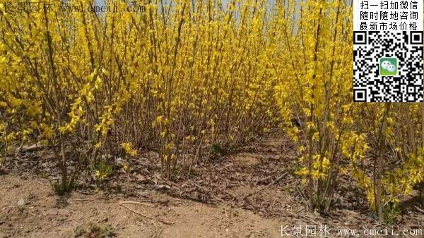 連翹--長景園林 連翹--長景園林