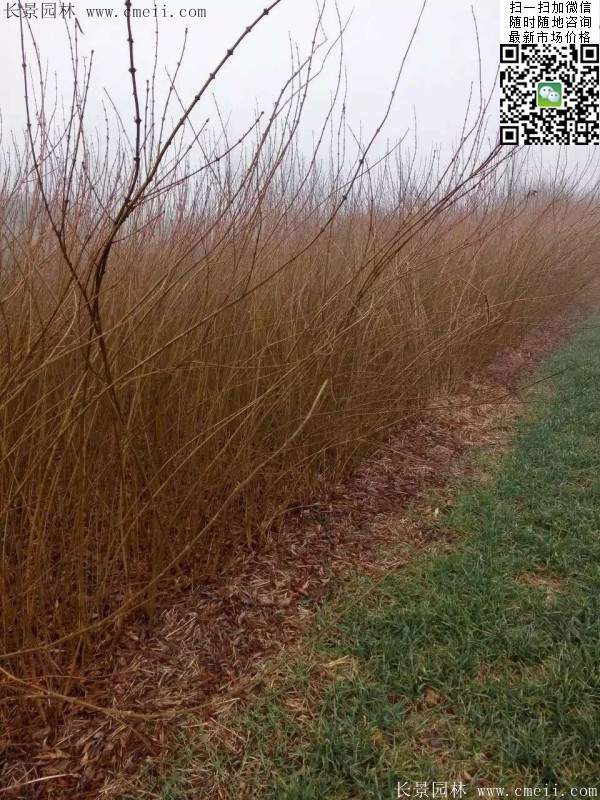 連翹--長(zhǎng)景園林 連翹--長(zhǎng)景園林