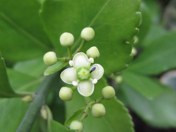 衛(wèi)矛--長景園林 衛(wèi)矛--長景園林